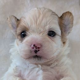 Dorothy - Parti female Yorkipoo puppy in Idaho from Little Rascal Ranch