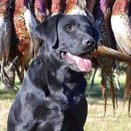 Smoke - Labrador Retriever