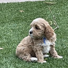 Girl 4 - Cockapoo puppy in Peoria, Arizona from Frosty Acres Cockapoos and Doodles