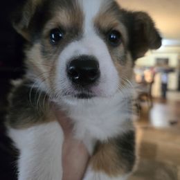 Boy 1 - male Pembroke Welsh Corgi puppy in Muncie, Indiana from Optimistic Corgis
