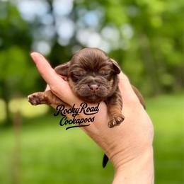 Rosetta - Sable female Cockapoo puppy in Nashville, Arkansas from Rocky Road Puppies