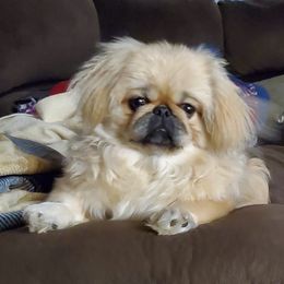 Waggles - Pekingese