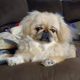Waggles - Pekingese