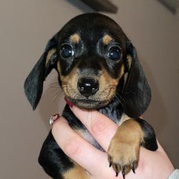 Dachshund Puppies from Mulberry Dachshunds