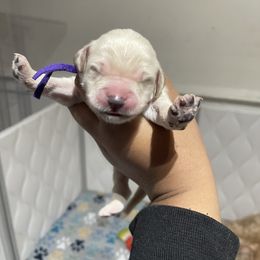 Bernedoodle and Goldendoodle Puppies from Lyon and Luna Goldendoodles Bernedoodles