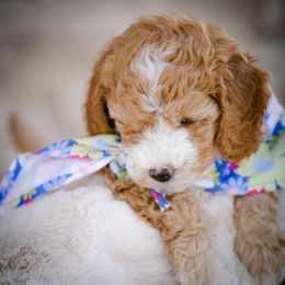 Poodle Puppies from Doodle Puppy Parti