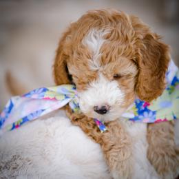 Poodle Puppies from Doodle Puppy Parti