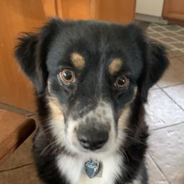 Australian Shepherds and Miniature Australian Shepherds from KMooreAussies