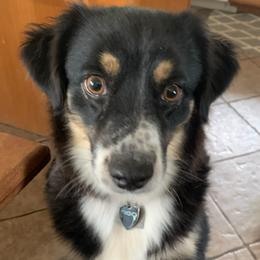 Australian Shepherds and Miniature Australian Shepherds from KMooreAussies