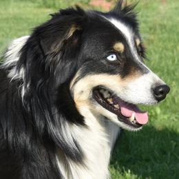 Hank - Australian Shepherd