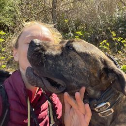 Boerboel All Grown Up from Romboel farm dogs