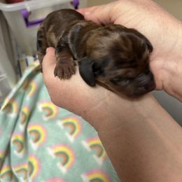Girl 4 - Dapple female Dachshund puppy in Columbiana, Alabama from Tonya's Dachshunds