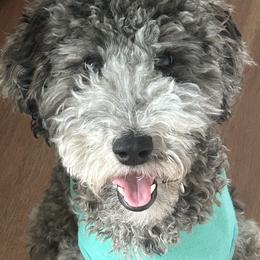 Aussiedoodles, Bernedoodles, Goldendoodles, and Poodles from Kingsfield Doodles