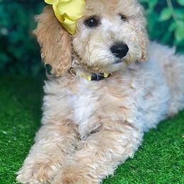 Cavapoo, Goldendoodle, and Labradoodle Puppies from Windy Hill Doodles