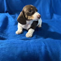 Luna - Piebald female Dachshund puppy in Stilwell, Oklahoma from Ross Ranch Dachshunds