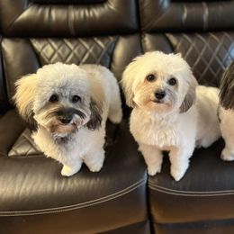 Cotons de Tulear from Nosey Bee Cotons