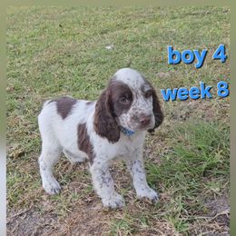 Boy 4 - Liver white and roan male English Springer Spaniel puppy in Lakeland, Georgia from A&N Hobby Farm
