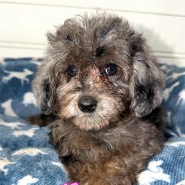 Magnolia - Blue Merle Color - Merle female Goldendoodle puppy in Beecher, Illinois from Erica’s Doodles