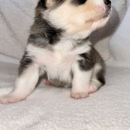 Pomsky Puppies from Sterling Pomskies