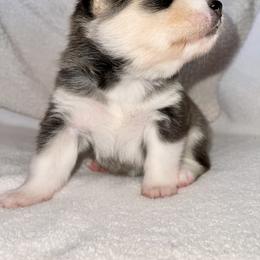 Pomsky Puppies from Sterling Pomskies