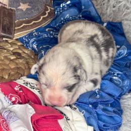 Samson - Blue merle male Miniature Australian Shepherd puppy in California from Eagle River Aussies