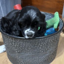 Cocker Spaniel Puppies from K&M crocker Spaniels