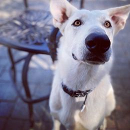 German Shepherd All Grown Up from CoastalCanine805