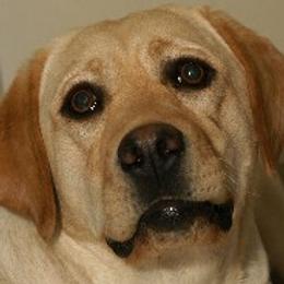 Labrador Retrievers and Pomeranians from Pomadors