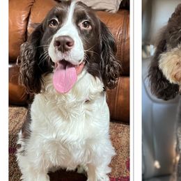 Stella - English Springer Spaniel