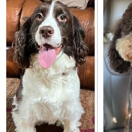 Stella - English Springer Spaniel
