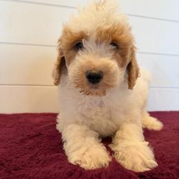 Black Collar - Parti male Goldendoodle puppy in San Augustine, Texas from Vintage Doodles