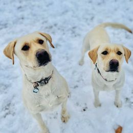 Labrador Retriever All Grown Up from Lone Star Texas Retrievers