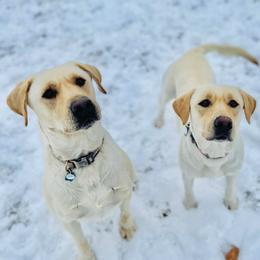 Labrador Retriever All Grown Up from Lone Star Texas Retrievers