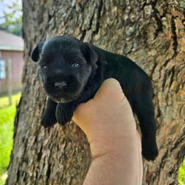 Girl 1 - Black female Miniature Schnauzer puppy in Lake Charles, Louisiana from Du Lac Miniature Schnauzers