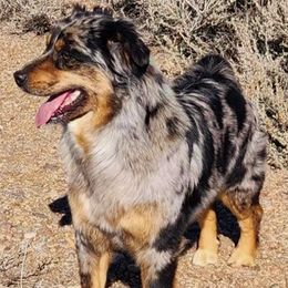 Australian Shepherds and Miniature Australian Shepherds from Heaven Sent Aussies