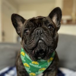 Biggie - French Bulldog