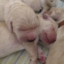 "Born 2/6/2020" Goldendoodle, Golden Retriever, and Sheepadoodle Puppies from Guppy Puppies