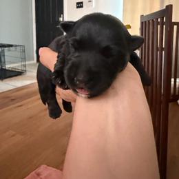 Salt n Pepper - Black female Scottish Terrier puppy in Albuquerque, New Mexico from Johnson's Highland Terriers