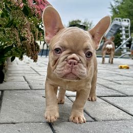 French Bulldog Puppies from The French Bulldog Company LLC