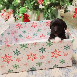 Double Doodle and Labradoodle Puppies from Delightfully Double Doodles