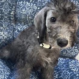 Girl 1 - Blue female Bedlington Terrier puppy in Spring, Texas from Dreamcatcher Bedlingtons
