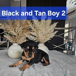Black and Tan Boy 2 - Black and rust Miniature Pinscher puppy in Blossvale, New York from CNY Miniature Pinschers