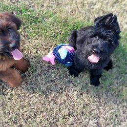 Briard Puppies from Sendero Briards