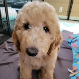 Bear - Apricot male Goldendoodle puppy in Blountsville, Alabama from Southern Charm Goldendoodles