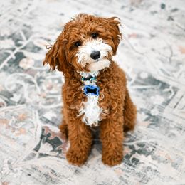 Finnick - Poodle