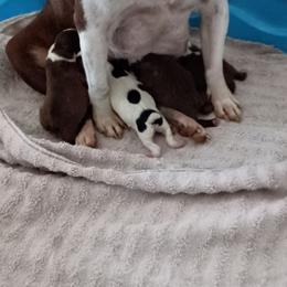 Boston Terrier puppies from Hiser's Bluegrass Bostons