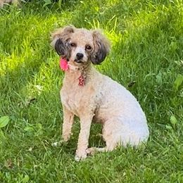 Mia  - Cockapoo