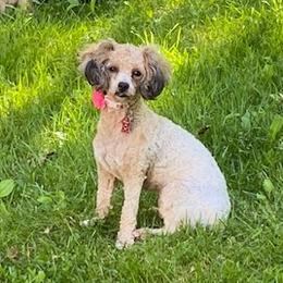 Mia  - Cockapoo