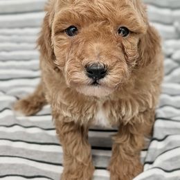 Shaggy - Apricot male Cavapoo puppy in Salem, New Jersey from Dreamy Night Doodles
