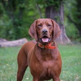 Redbone Coonhounds from Morris’s redbones